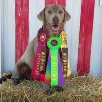 Annie-more-Barn-Hunt-Competition-Wins.jpg